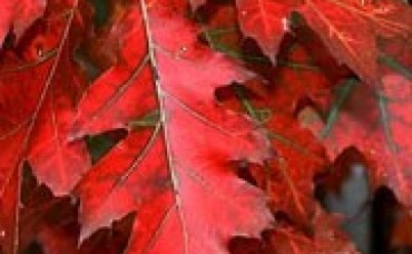 Stejar roșu 30-50 cm C3
